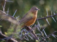 Een rufous babbler gluurt vanuit z'n veilige zitplaats in deze acacia. © Billy Herman