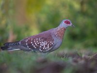 Een speckled pigeon, een algemene soort in Afrika. © Billy Herman