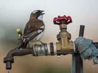 White-browed sparrow weaver doet eerder denken aan een bontgekleurde huismus! © Billy Herman