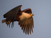 Een Afrikaanse visarend in vlucht. © Billy Herman