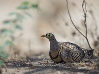 De Lichtenstein's sandgrouse kom je met wat geluk tegen in de schaduw van de acacia's. © Billy Herman