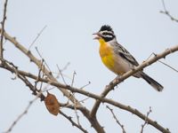 Cabanis' bunting, een kleurrijke zangvogel van de Sahel. © Billy Herman