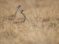 White-bellied bustards, een kleiner neefje van de kori. © Billy Herman