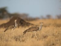 Kori bustard, een trappensoort die wijd verspreid is in de Sahel. © Billy Herman