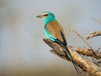 Abyssinian roller, dit keer met de lange staart volledig in beeld. © Billy Herman