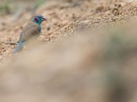 Red-cheecked cordon-bleu is niet de naam van een lokaal gerecht maar wel een spectaculair vinkje! © Billy Herman