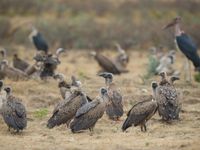 Talloze gieren vervoegen de maraboes bij de voederplaats. © Billy Herman