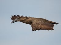 Hamerkop, een vreemde reiger die steeds te vinden is nabij water. © Billy Herman