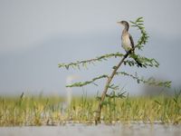 African pygmy cormorant in zit op een acacia. © Billy Herman