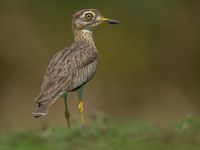 Een Senegalese griel houdt de wacht bij de waterput. © Billy Herman