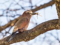 Rufous-crowned roller met wat lekkers in de snavel. © Billy Herman