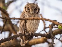 Een kleiner uiltje is dan weer deze northern white-faced scops owl. © Billy Herman