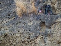 Gelada baboons, de baviaan van Ethiopië. © Billy Herman