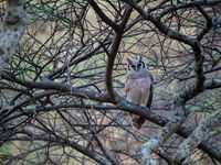 Een roestende verreaux's eagle owl bij valavond, de geest van de savanne! © Billy Herman