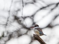 Een striped kingfisher speurt naar een snelle hap. © Billy Herman