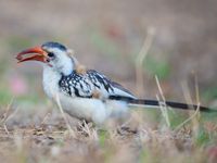 Een northern red-billed hornbill met voedsel. © Billy Herman