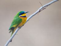 Een blue-breasted bee eater, nog zo een pareltje. © Billy Herman