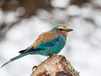 Abyssinian roller behoort tot de mooiste vogels van Afrika. © Billy Herman