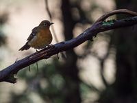 Abyssinian ground thrush, een soort die zich verstopt in de dichte bossen en geruisloos foerageert op het gevallen bladerdek. © Billy Herman