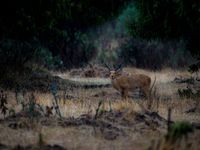 Deze Abyssinian bohor reedbuck kruiste ons pad in de vroege ochtend. © Billy Herman