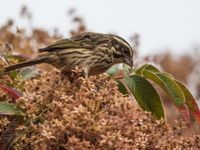 Een streaky seedeater, best een algemene soort tijdens deze reis. © Billy Herman