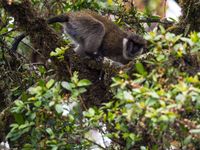 Ethiopian bale monkeys voelen zich thuis in de mossige hooglanden. © Billy Herman