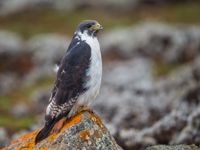 Een auger buzzard staart ons aan vanop zijn rots. © Billy Herman