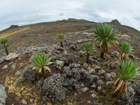 Typische yucca's en andere hooglandsoorten. © Billy Herman