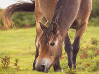 Portret van een Exmoor-pony. © Sandy Spaenhoven