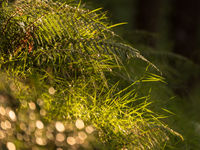 Sfeerbeeld in het bos van Tarr Steps. © Sandy Spaenhoven