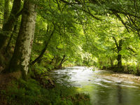 Beukenbomen op een oever in Tarr Steps Nature Reserve. © Sandy Spaenhoven