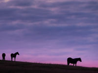 Exmoor pony's genieten van een rode avondlucht. © Sandy Spaenhoven