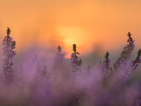 De heide staat in bloei tijdens een prachtige zonsondergang. © Sandy Spaenhoven