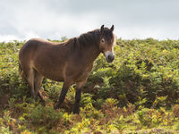 Exmoor-pony tussen de adelaarsvarens. © Sandy Spaenhoven