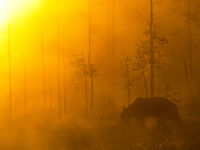 Ours brun dans le soleil couchant © Rudi Debruyne