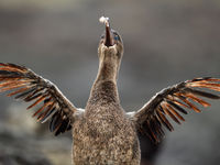 The body feathers have evolved to a hair-like fur, for making swimming easier. © Yves Adams