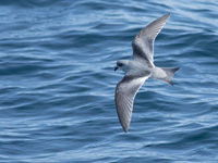 Fork-tailed storm petrel is een stormvogel die we in Europa niet te zien krijgen. © Joachim Bertrands