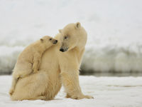 Intiem beeld van een familie ijsberen. © Yves Adams