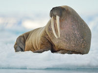 Een oude walrus kijkt uit over het ijs. © Yves Adams