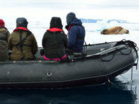 Frans Jozefland kent net dezelfde soortensamenstelling als Spitsbergen en is minder bekend. Het is daarom echter niet onbemind! © Yves Adams