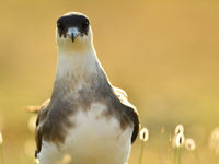 Actieve verdediging van de kroost behoort tot hun standaard dagindeling! © Yves Adams