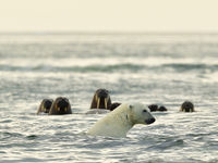 Deze ijsbeer zorgde even voor wat paniek onder de walrussen. © Yves Adams