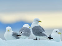 Ze gaan helemaal op in het blauwwitte landschap! © Yves Adams