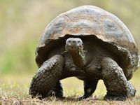 Deze gigant, de Galapagosreuzenschildpad, is een van de meest spectaculaire endemen van het eiland! © Yves Adams