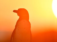 Les Galapagos abritent une faune totalement unique ! © Yves Adams