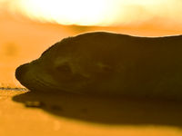 Dreaming on the beach. © Yves Adams