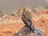 Zwarte wouwen overwinteren hier nadat ze een moeizame tocht over de Sahara hebben afgelegd. © Danny Roobaert