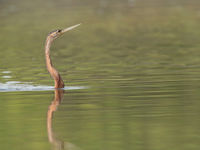 Een Afrikaanse slangenhalsvogel glijdt door het water. © Danny Roobaert