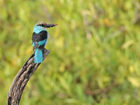 Een blue-breasted kingfisher houdt de wacht. © Danny Roobaert