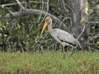 Een yellow-billed stork heeft de bizarre Nederlandse naam 'nimmerzat'. © Danny Roobaert